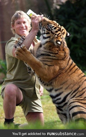 Steve Irwin feeding a tiger (Happy Birthday, Steve)