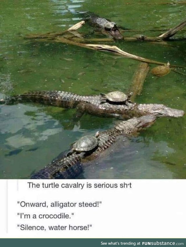 Rise of the Turtles