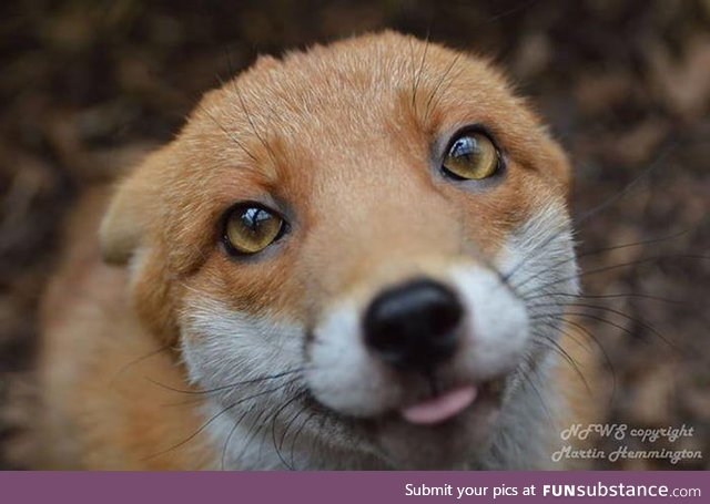 "Pudding" is a resident Fox at the National Fox Welfare Society, as he's