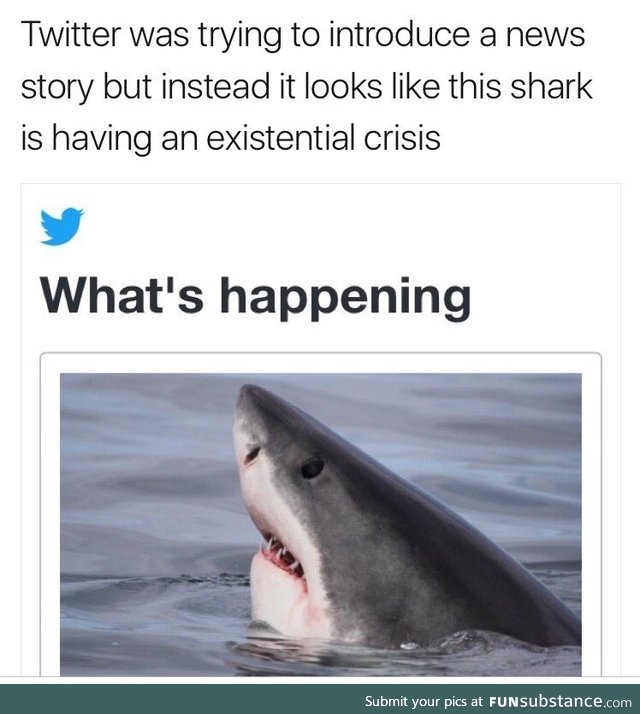 Shark having an existential crisis