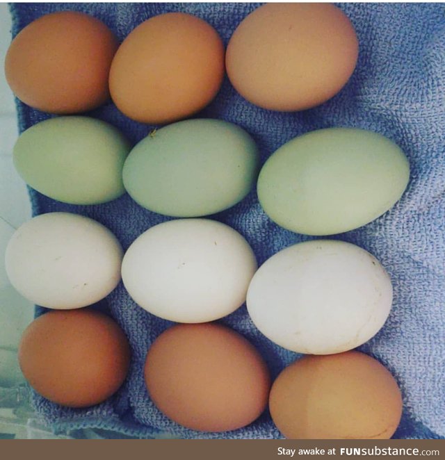 I have 4 chickens each one lays a different color egg ( this is 3 days hard work )