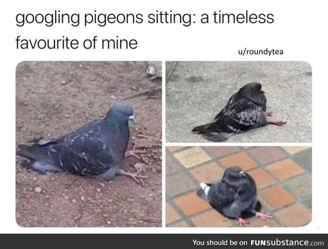 These pigeons straight up chillin'