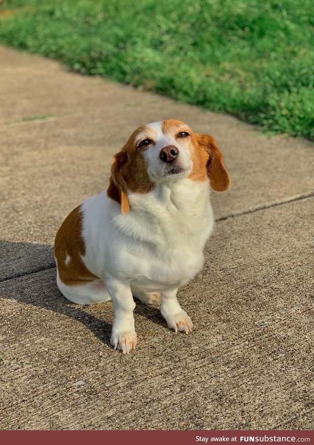 My dog basking in the afternoon sun