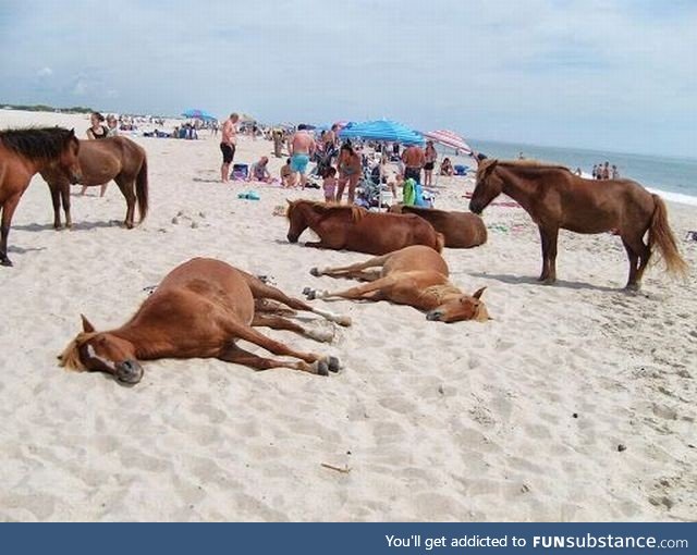 Nice horse family enjoying a trip to the beach
