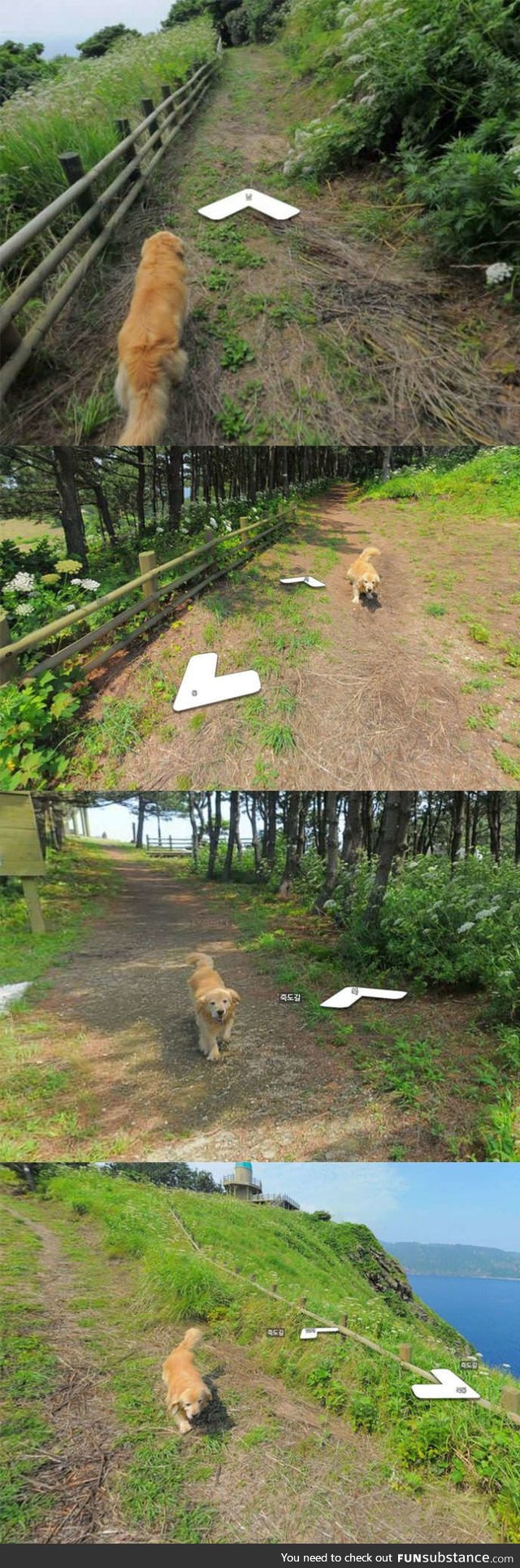 This dog followed the google earth guy