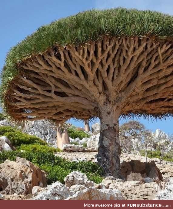 This endangered type of tree