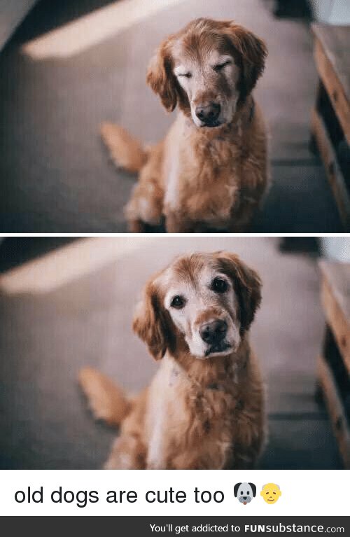 Old dogs with the grey face are the cutest