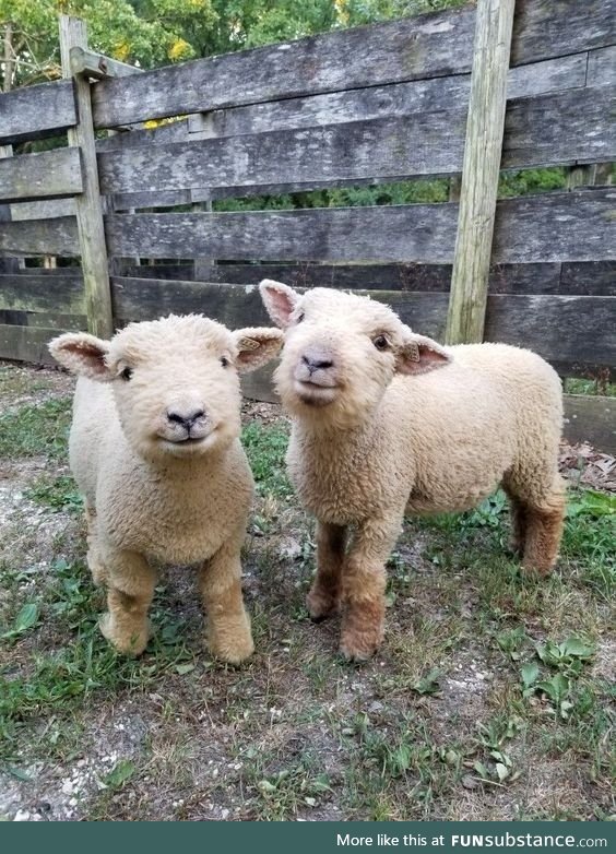 Little fluffy sheeps