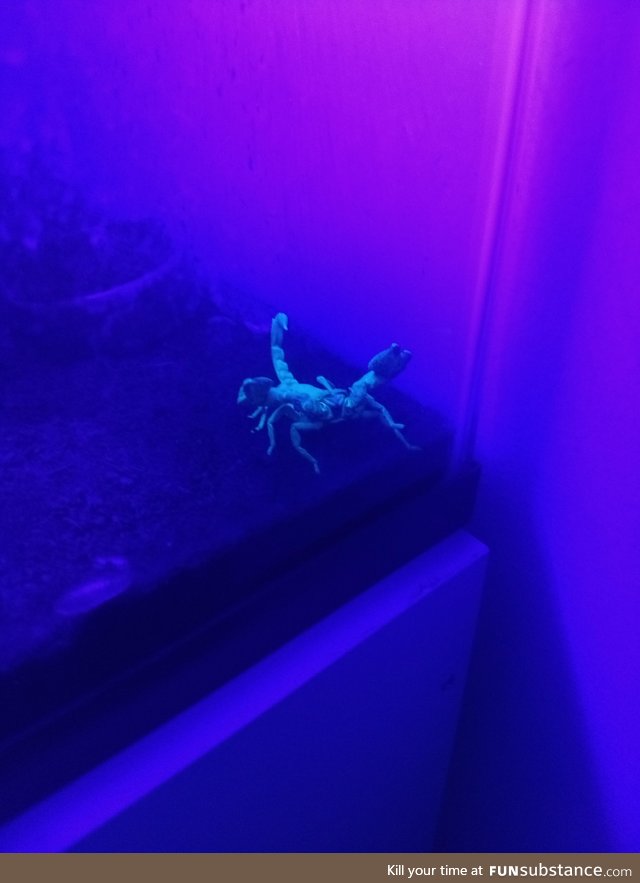 My pet scorpion light up by a black light