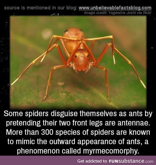 Spider-ant