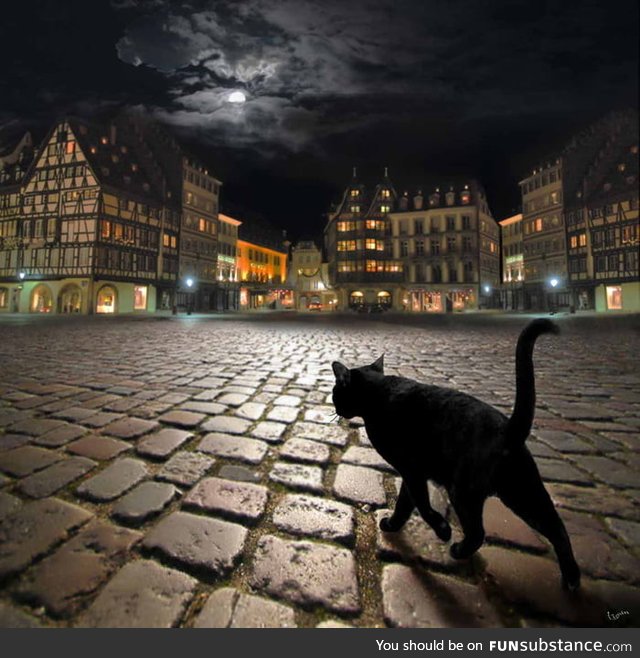 Stray cat in Strasbourg