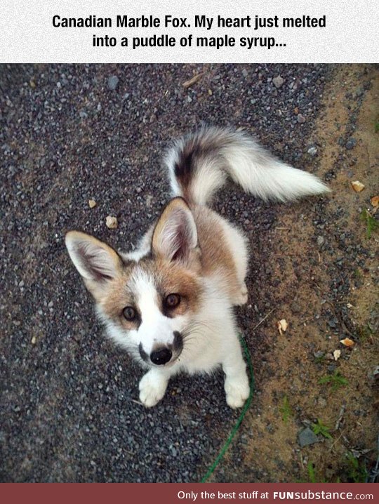 Canadian marble fox