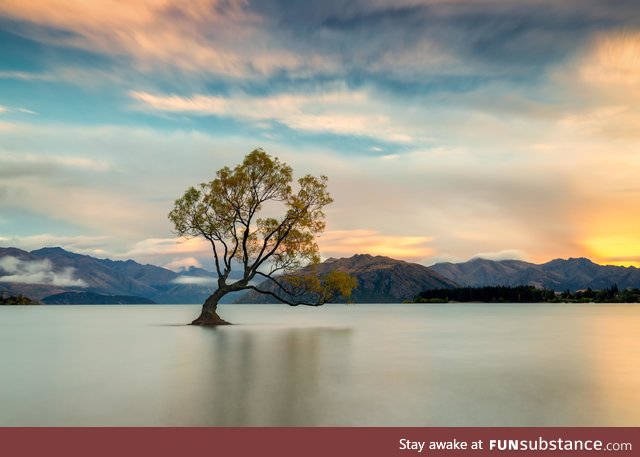 Lake Wanaka tree (New Zealand)