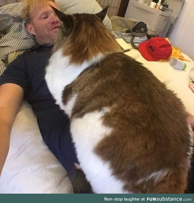 The dream of all cat owners, a giant fur pillow that can purr
