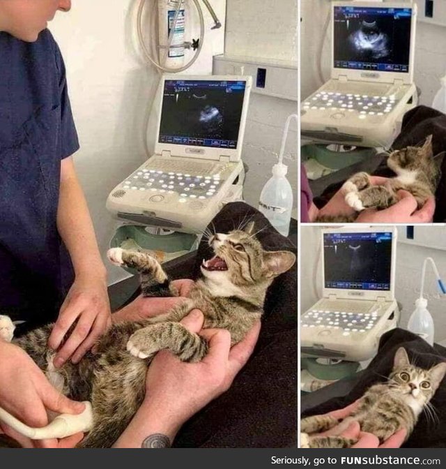 The cat's reaction when she learned she was pregnant