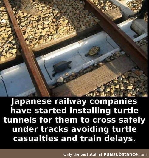 These Turtles are now completely safe from trains with this cute project!