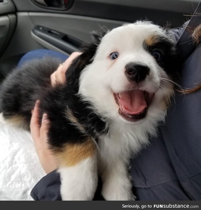 Happy boi getting picked up by his new family