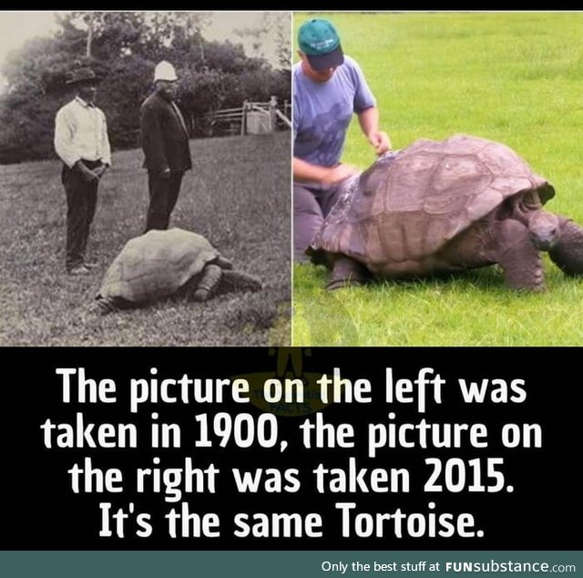 What an old tortoise!