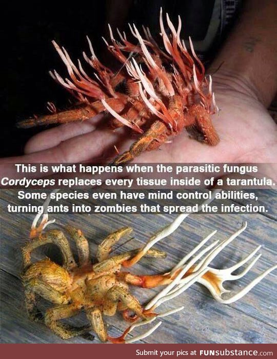 The tarantula from hell
