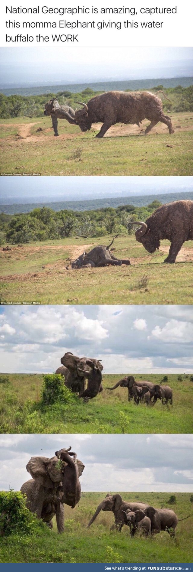 Mom elephant protect