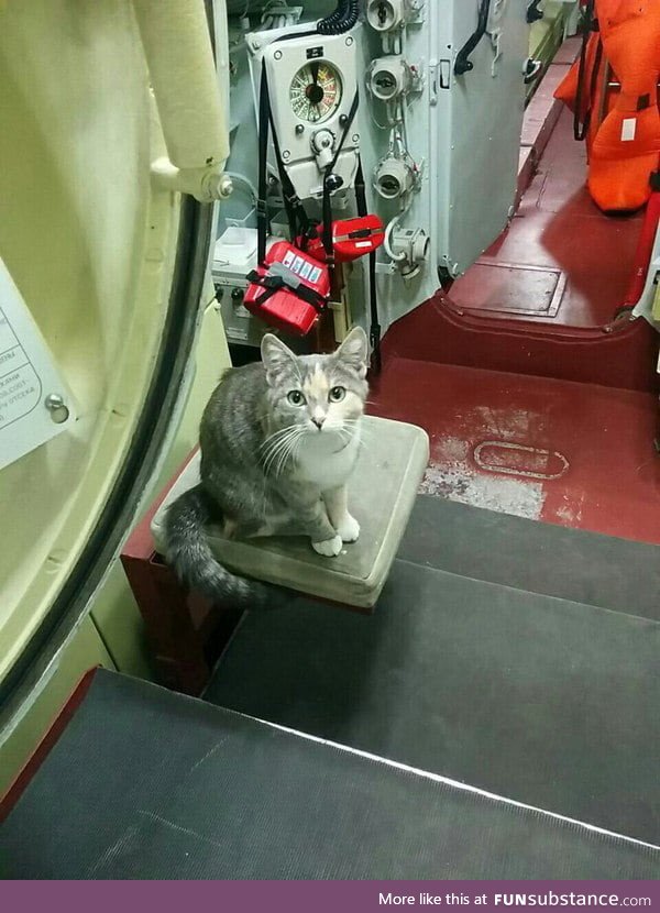 A cat on a submarine