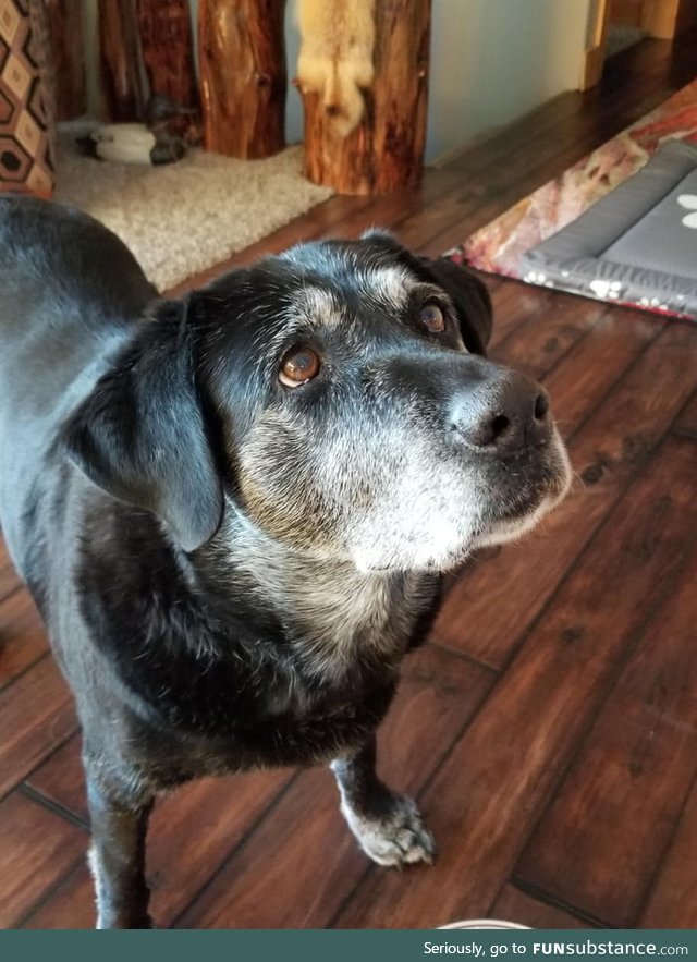 12 year old girl still uses the puppy eyes to get treats