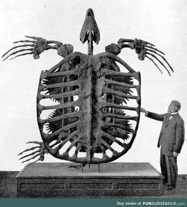 Skeleton of the now extinct, Archelon Ischyros, the largest sea turtle to have ever lived