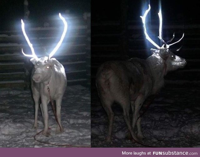 Reindeer antlers sprayed with a reflector to reduce traffic accidents in Lapland, Finland