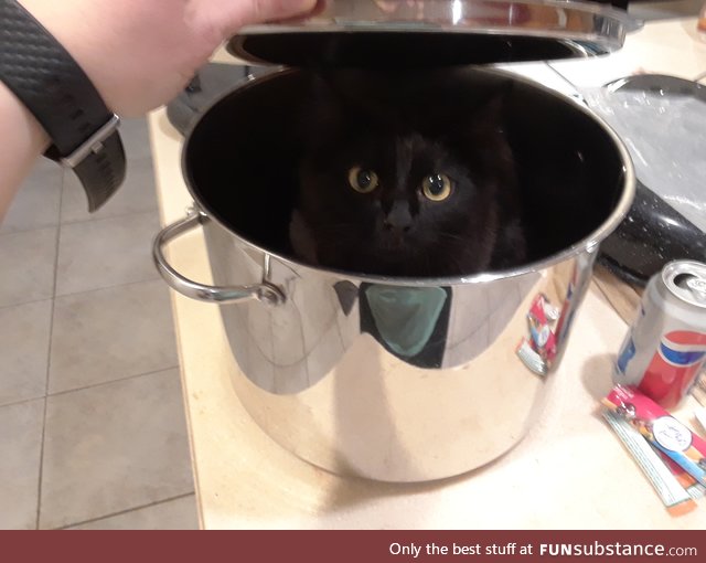 my kitten hanging out in a pot