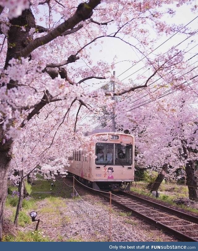 Cherry Blossom season in Japan