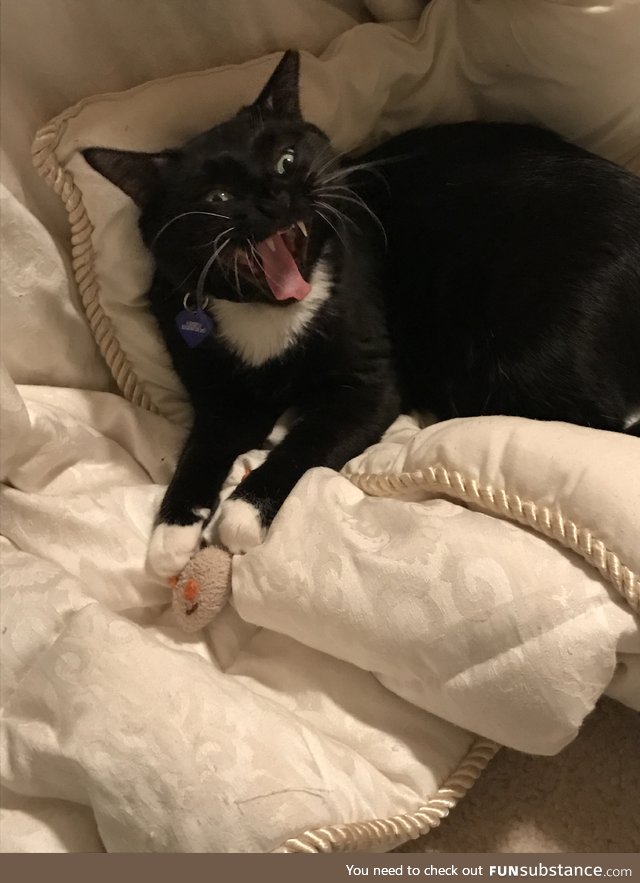 Gave my cat a mouse, accidentally unleashed her inner demon