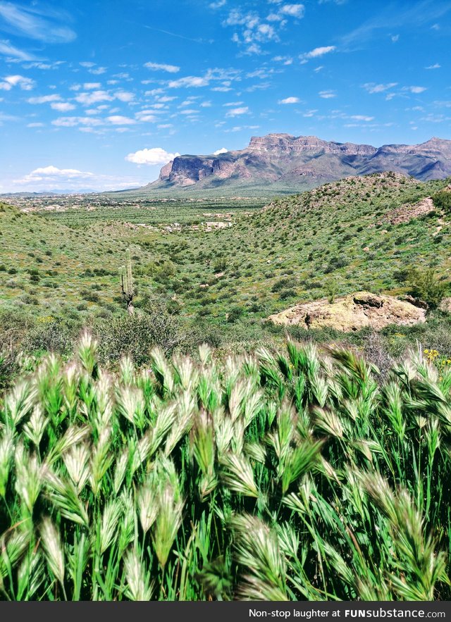 The desert in Phoenix, Arizona has turned green due to all the winter rain!