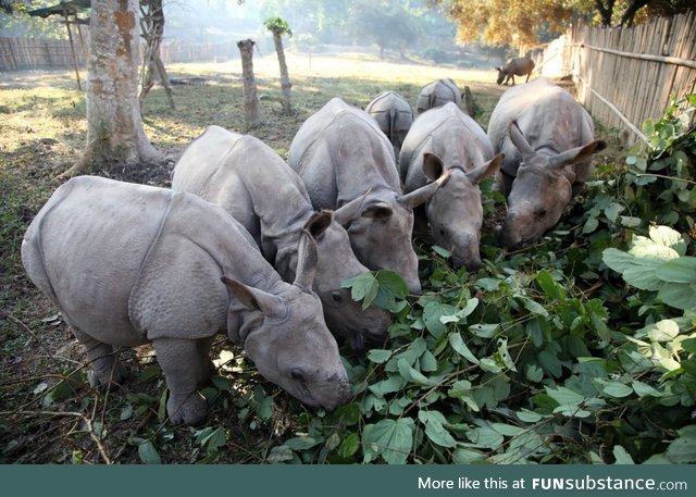 These orphaned baby rhinos