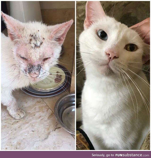 Before and after photo of a once homeless kitty cured by compassion and love