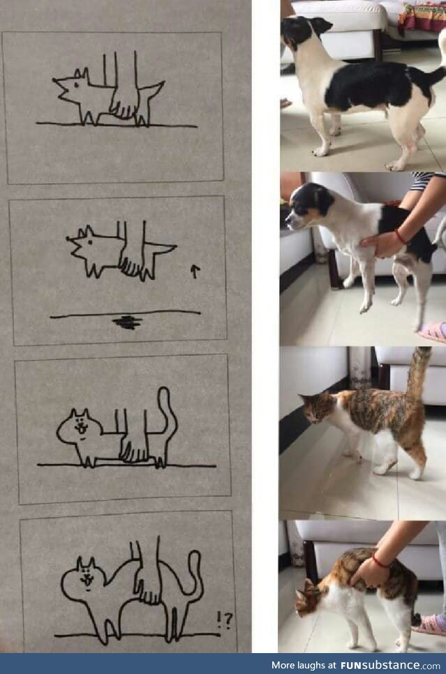 Cats versus dogs