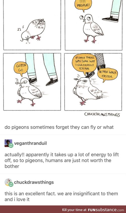 To pigeons humans aren't worth the lift-off