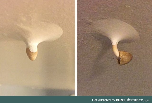 Mushroom growing through my ceiling