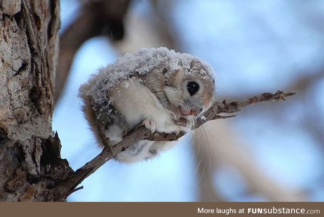 Japanese Flying Squirrel