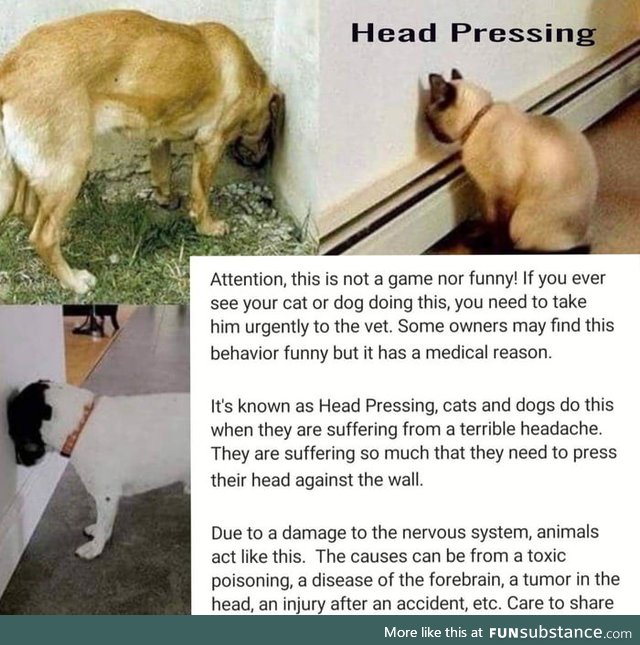 Head Pressing isn't fun and laughter for pets