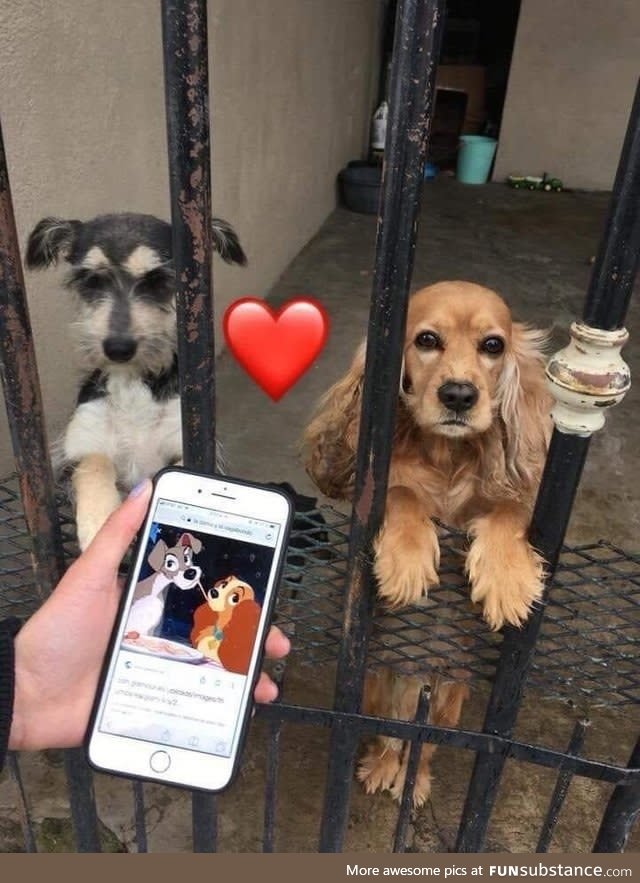 This week, the real-life couple from Lady and The Tramp was discovered!!!!!!!!