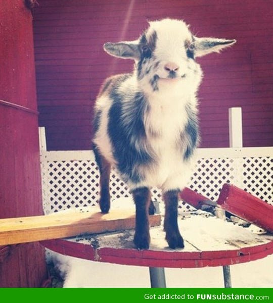 The happiest goat you'll see today
