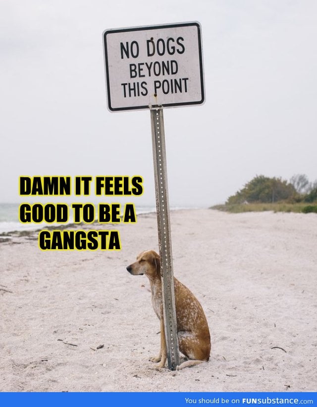 Get shit. Got damn пёс. No Dogs Beyond this point. Dem damn Dogs.