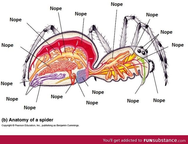 Anatomy of a spider - FunSubstance