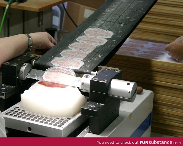 A brain preserved in paraffin wax being sliced for scientific research