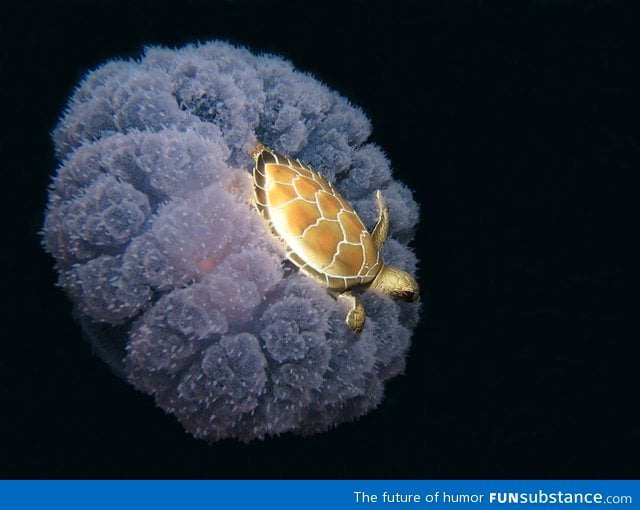 Turtle riding on a jellyfish