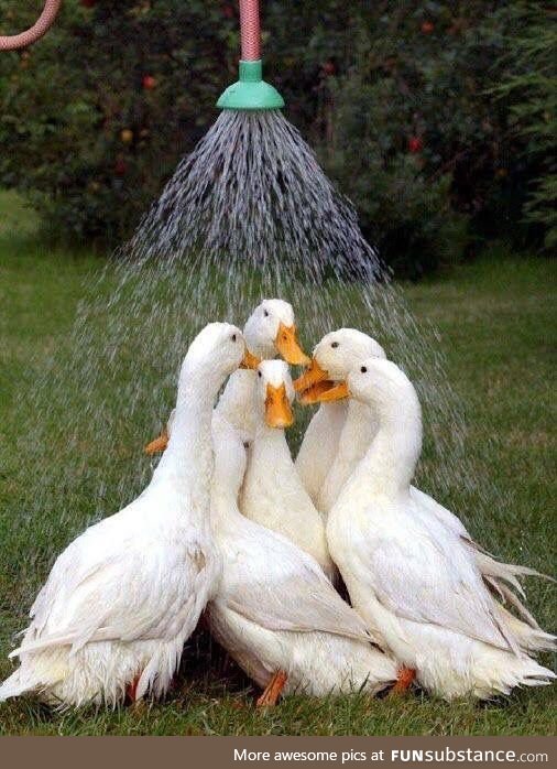Bonus: Ducks Having a Shower