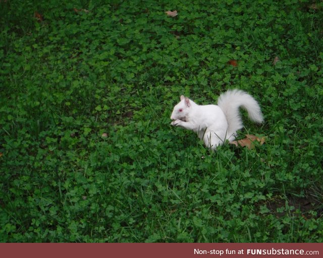 An albino squirrel!!!