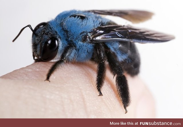 Xylocopa Caerulea, the naturally blue carpenter bee
