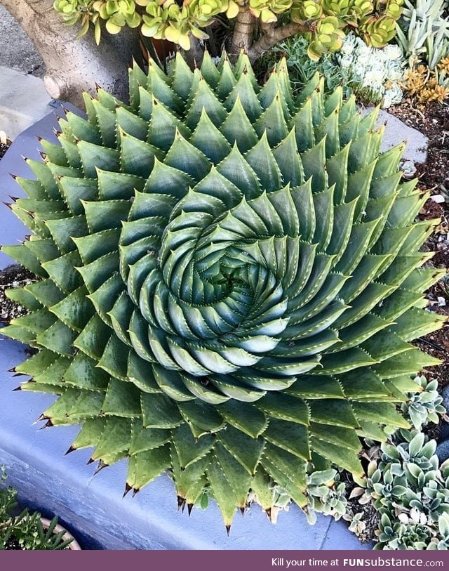 Looking down on top of an aloe plant