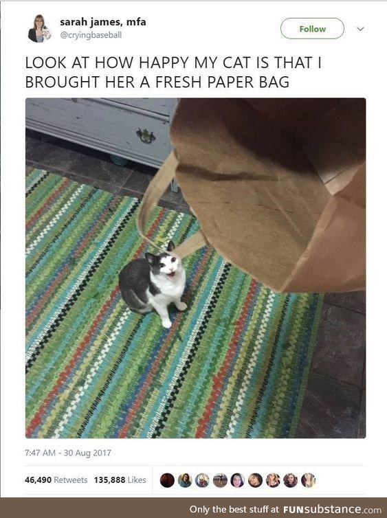 Happy kitty